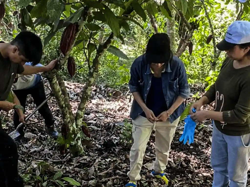 Estudio revela cuatro nuevos linajes del cacao y refuerza su origen amazónico entre Perú y Ecuador